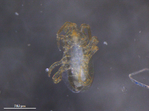  ( - BIOUG30851-G09)  @11 [ ] CreativeCommons - Attribution (2019) CBG Photography Group Centre for Biodiversity Genomics