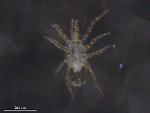  ( - BIOUG31156-D05)  @11 [ ] CreativeCommons - Attribution (2019) CBG Photography Group Centre for Biodiversity Genomics