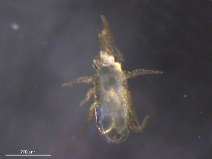  ( - BIOUG31156-D09)  @11 [ ] CreativeCommons - Attribution (2019) CBG Photography Group Centre for Biodiversity Genomics