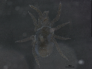  ( - BIOUG31156-D09)  @11 [ ] CreativeCommons - Attribution (2021) CBG Photography Group Centre for Biodiversity Genomics