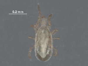  ( - BIOUG31156-D11)  @11 [ ] CreativeCommons - Attribution (2017) CBG Photography Group Centre for Biodiversity Genomics