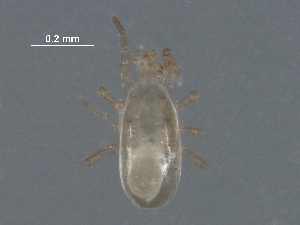  ( - BIOUG31156-E01)  @11 [ ] CreativeCommons - Attribution (2017) CBG Photography Group Centre for Biodiversity Genomics