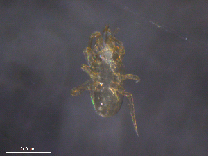  ( - BIOUG31156-H04)  @11 [ ] CreativeCommons - Attribution (2019) CBG Photography Group Centre for Biodiversity Genomics