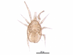  (Proprioseiopsis sp. JCS33 - BIOUG31597-B04)  @11 [ ] CreativeCommons - Attribution (2017) CBG Photography Group Centre for Biodiversity Genomics