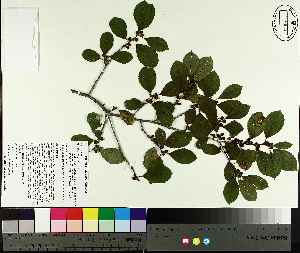  (Ilex verticillata - NC2012_58)  @11 [ ] CreativeCommons - Attribution Non-Commercial (2014) MTMG McGill University Herbarium