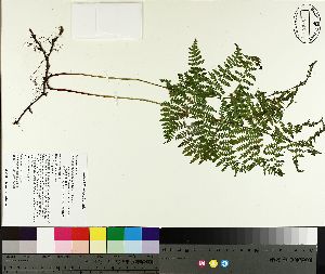  ( - NC2012_135)  @11 [ ] CreativeCommons - Attribution Non-Commercial (2014) MTMG McGill University Herbarium