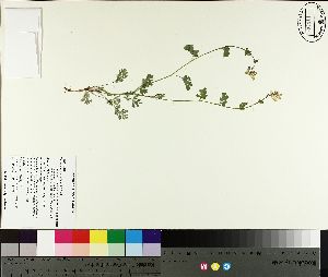  ( - NC2012_170)  @11 [ ] CreativeCommons - Attribution Non-Commercial (2014) MTMG McGill University Herbarium
