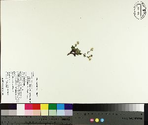  ( - NC2012_181)  @11 [ ] CreativeCommons - Attribution Non-Commercial (2014) MTMG McGill University Herbarium