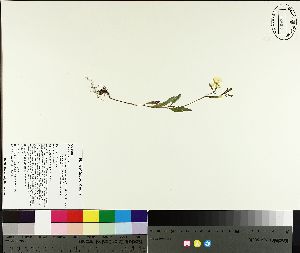  ( - NC2012_206)  @11 [ ] CreativeCommons - Attribution Non-Commercial (2014) MTMG McGill University Herbarium