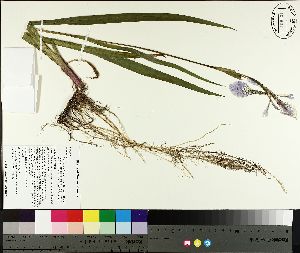  ( - NC2012_237)  @11 [ ] CreativeCommons - Attribution Non-Commercial (2014) MTMG McGill University Herbarium