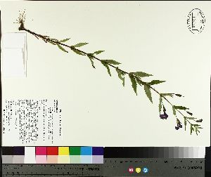  ( - NC2012_339)  @11 [ ] CreativeCommons - Attribution Non-Commercial (2014) MTMG McGill University Herbarium