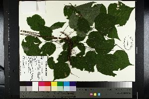  ( - NC2012_372)  @11 [ ] CreativeCommons - Attribution Non-Commercial (2014) MTMG McGill University Herbarium