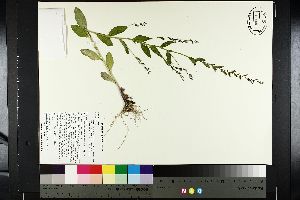  ( - NC2012_380)  @11 [ ] CreativeCommons - Attribution Non-Commercial (2014) MTMG McGill University Herbarium