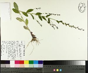  ( - NC2012_380)  @11 [ ] CreativeCommons - Attribution Non-Commercial (2014) MTMG McGill University Herbarium