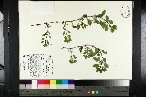  ( - NC2012_388)  @11 [ ] CreativeCommons - Attribution Non-Commercial (2014) MTMG McGill University Herbarium