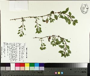  ( - NC2012_388)  @11 [ ] CreativeCommons - Attribution Non-Commercial (2014) MTMG McGill University Herbarium