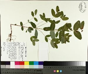  ( - NC2012_390)  @11 [ ] CreativeCommons - Attribution Non-Commercial (2014) MTMG McGill University Herbarium