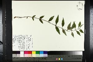  ( - NC2012_392)  @11 [ ] CreativeCommons - Attribution Non-Commercial (2014) MTMG McGill University Herbarium