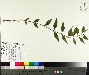  ( - NC2012_392)  @11 [ ] CreativeCommons - Attribution Non-Commercial (2014) MTMG McGill University Herbarium