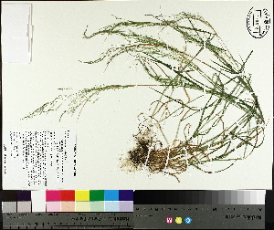  (Agrostis perennans - NC2012_404)  @11 [ ] CreativeCommons - Attribution Non-Commercial (2014) MTMG McGill University Herbarium