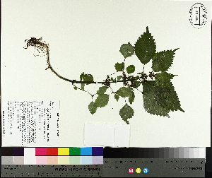  ( - NC2012_406)  @11 [ ] CreativeCommons - Attribution Non-Commercial (2014) MTMG McGill University Herbarium