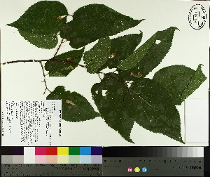  ( - NC2012_432)  @11 [ ] CreativeCommons - Attribution Non-Commercial (2014) MTMG McGill University Herbarium