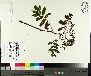  (Sorbus americana - NC2012_464)  @11 [ ] CreativeCommons - Attribution Non-Commercial (2014) MTMG McGill University Herbarium