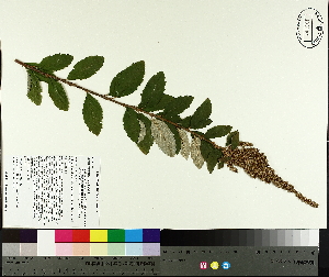  (Spiraea tomentosa - NC2012_518)  @11 [ ] CreativeCommons - Attribution Non-Commercial (2014) MTMG McGill University Herbarium