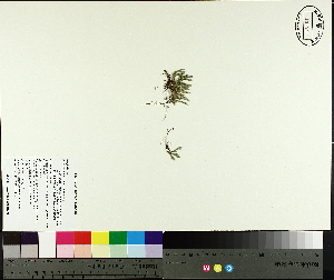  ( - NC2012_529)  @11 [ ] CreativeCommons - Attribution Non-Commercial (2014) MTMG McGill University Herbarium