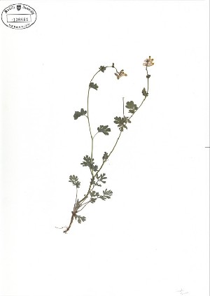  ( - NC2012_170)  @11 [ ] CreativeCommons - Attribution Non-Commercial (2012) MTMG McGill University Herbarium