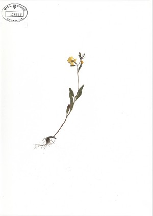  ( - NC2012_206)  @11 [ ] CreativeCommons - Attribution Non-Commercial (2012) MTMG McGill University Herbarium