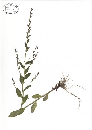  ( - NC2012_380)  @11 [ ] CreativeCommons - Attribution Non-Commercial (2012) MTMG McGill University Herbarium