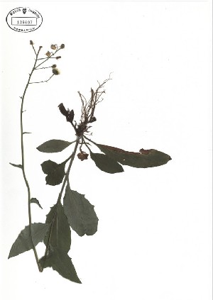  ( - NC2012_421)  @11 [ ] CreativeCommons - Attribution Non-Commercial (2012) MTMG McGill University Herbarium