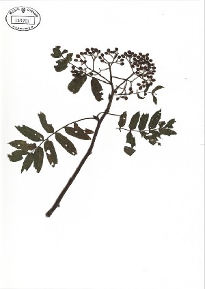  ( - NC2012_464)  @11 [ ] CreativeCommons - Attribution Non-Commercial (2012) MTMG McGill University Herbarium