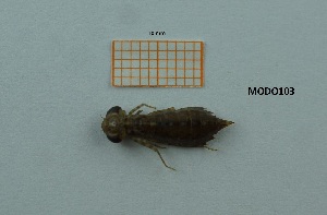  ( - MT59_Aimp_2018_5)  @11 [ ] CreativeCommons - Attribution Share-Alike (2019) Unspecified University of Lodz, Faculty of Biology and Environmental Protection