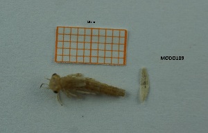  ( - MT59_Igen_2018_5)  @11 [ ] CreativeCommons - Attribution Share-Alike (2019) Unspecified University of Lodz, Faculty of Biology and Environmental Protection