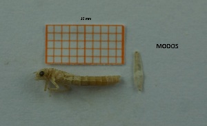 ( - MT61_Igen_2018_2)  @11 [ ] CreativeCommons - Attribution Share-Alike (2019) Unspecified University of Lodz, Faculty of Biology and Environmental Protection