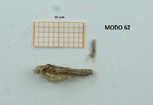  ( - MT74_Igen_2018_1)  @11 [ ] CreativeCommons - Attribution Share-Alike (2019) Unspecified University of Lodz, Faculty of Biology and Environmental Protection