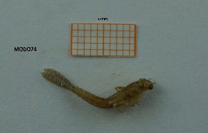  ( - MT81_Igen_2018_1)  @11 [ ] CreativeCommons - Attribution Share-Alike (2019) Unspecified University of Lodz, Faculty of Biology and Environmental Protection