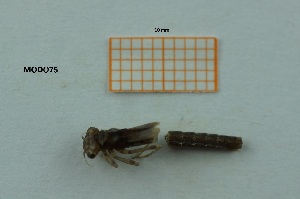  ( - MT81_Igen_2018_2)  @11 [ ] CreativeCommons - Attribution Share-Alike (2019) Unspecified University of Lodz, Faculty of Biology and Environmental Protection