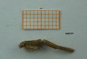  ( - MT81_Igen_2018_4)  @11 [ ] CreativeCommons - Attribution Share-Alike (2019) Unspecified University of Lodz, Faculty of Biology and Environmental Protection