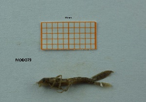 (Ischnura genei - MT81_Igen_2018_6)  @11 [ ] CreativeCommons - Attribution Share-Alike (2019) Unspecified University of Lodz, Faculty of Biology and Environmental Protection