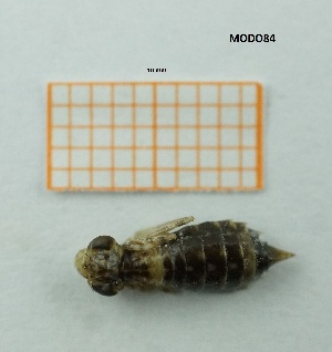  ( - MT44_Aimp_2018_4)  @11 [ ] CreativeCommons - Attribution Share-Alike (2019) Unspecified University of Lodz, Faculty of Biology and Environmental Protection