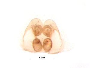  ( - UOS-MTSPD-0318)  @11 [ ] CreativeCommons - Attribution (2016) G. Blagoev Centre for Biodiversity Genomics