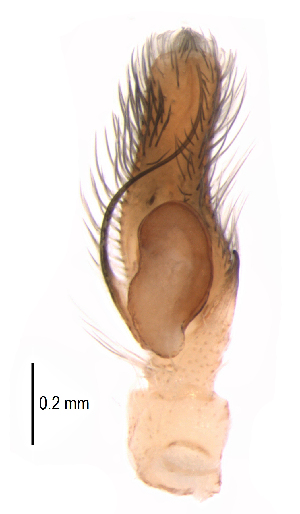  ( - UOS-MTSPD-0208)  @11 [ ] CreativeCommons - Attribution (2016) G. Blagoev Centre for Biodiversity Genomics