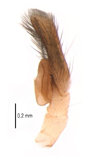  ( - UOS-MTSPD-0208)  @11 [ ] CreativeCommons - Attribution (2016) G. Blagoev Centre for Biodiversity Genomics