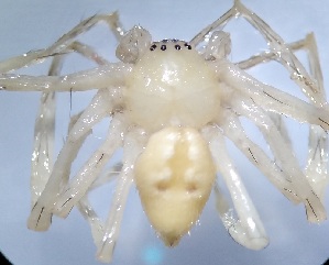  ( - GCUL-MTSPD-684)  @11 [ ] CreativeCommons - Attribution Non-Commercial Share-Alike (2019) H. M. Tahir Government College University of Lahore