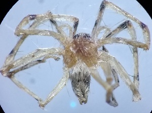  ( - GCUL-MTSPD-730)  @11 [ ] CreativeCommons - Attribution Non-Commercial Share-Alike (2019) H. M. Tahir Government College University of Lahore