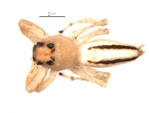  ( - UOS-MTSPD-0115)  @11 [ ] CreativeCommons - Attribution (2016) G. Blagoev Centre for Biodiversity Genomics