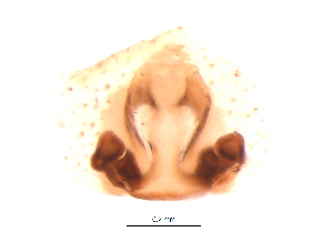  ( - UOS-MTSPD-0111)  @11 [ ] CreativeCommons - Attribution (2016) G. Blagoev Centre for Biodiversity Genomics